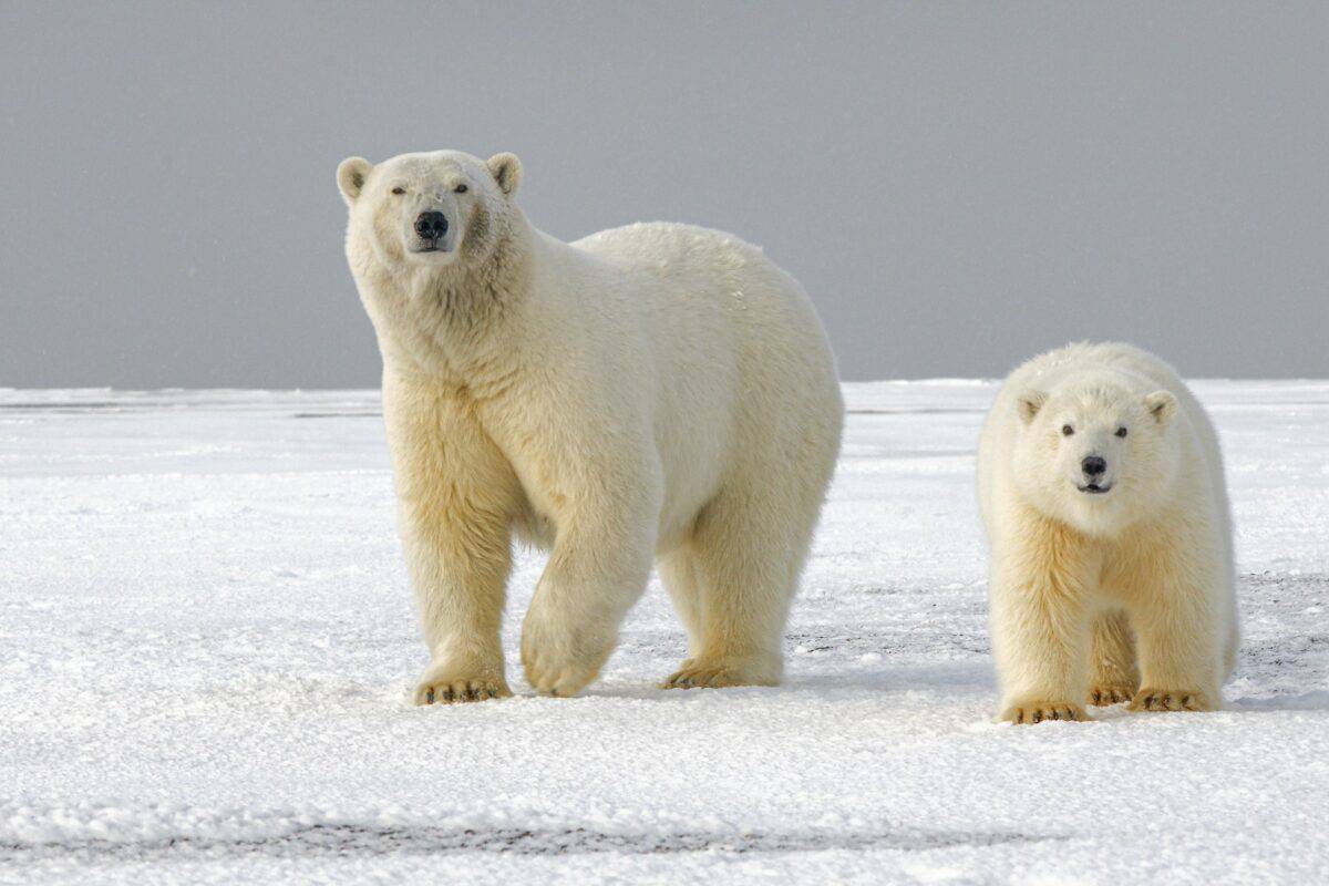 ours polaire sur un sol couvert de neige pendant la journée