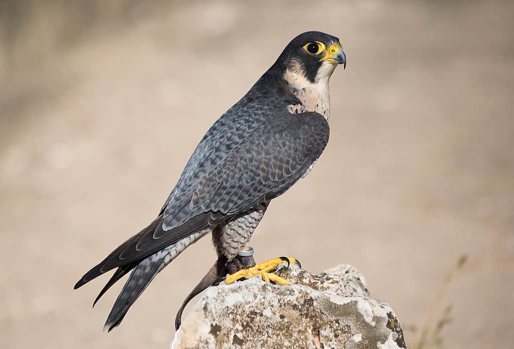 Falco en Espagne