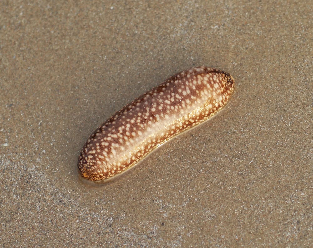 Concombres de mer dans le sable