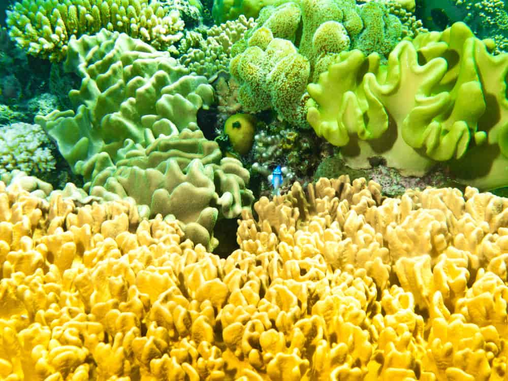Éponges colorées de la Grande Barrière de Corail