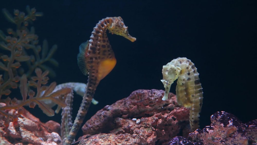 Hippocampe au milieu des coraux dans l'aquarium