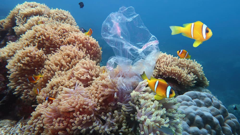 Du plastique dans l'océan