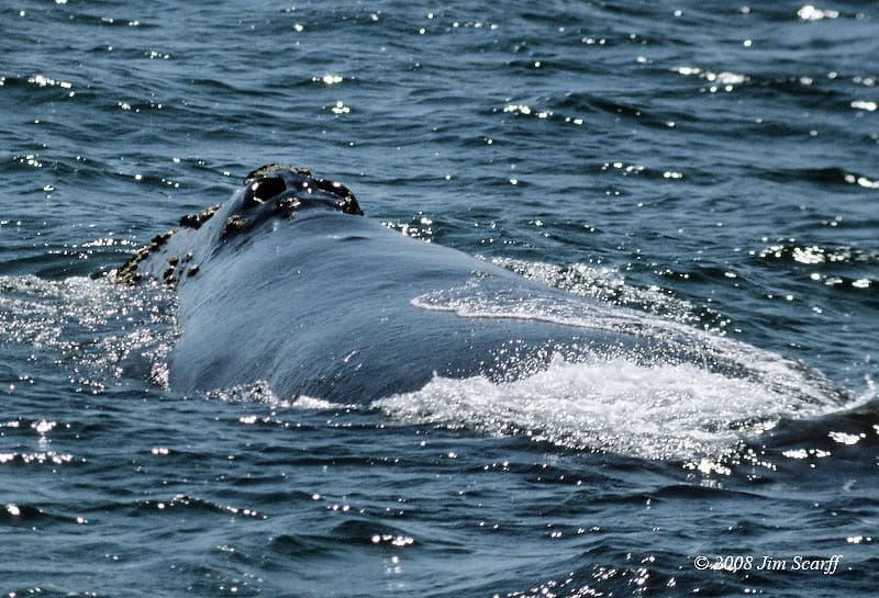 baleine noire du Pacifique Nord