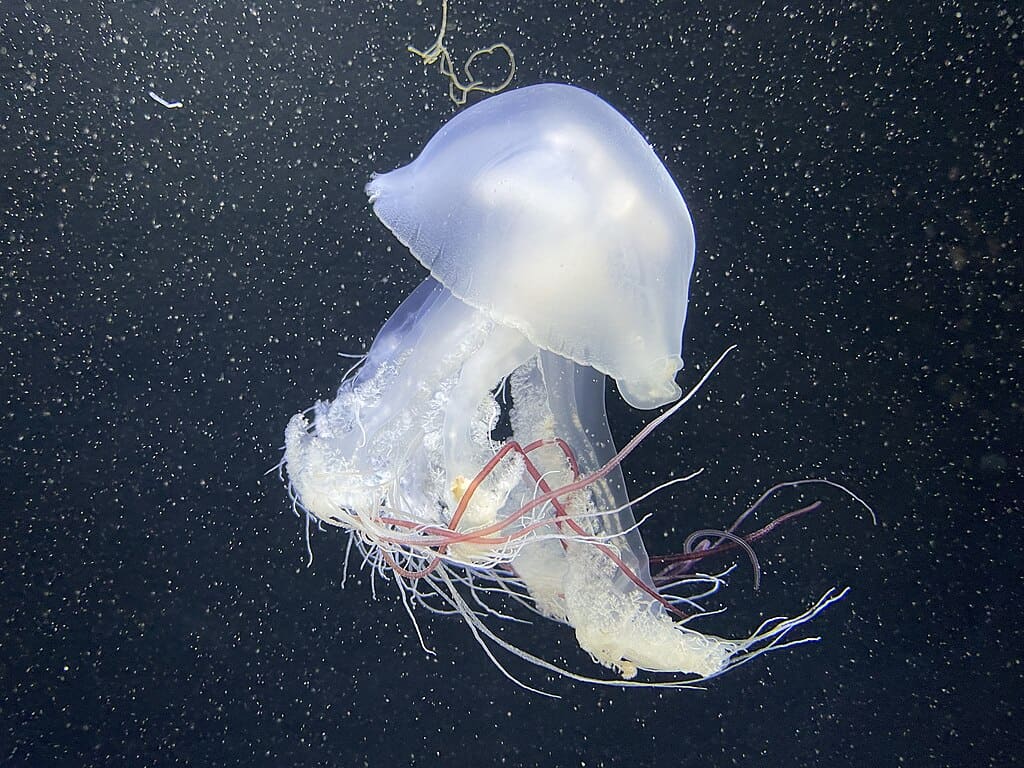 Méduse de Nomura.