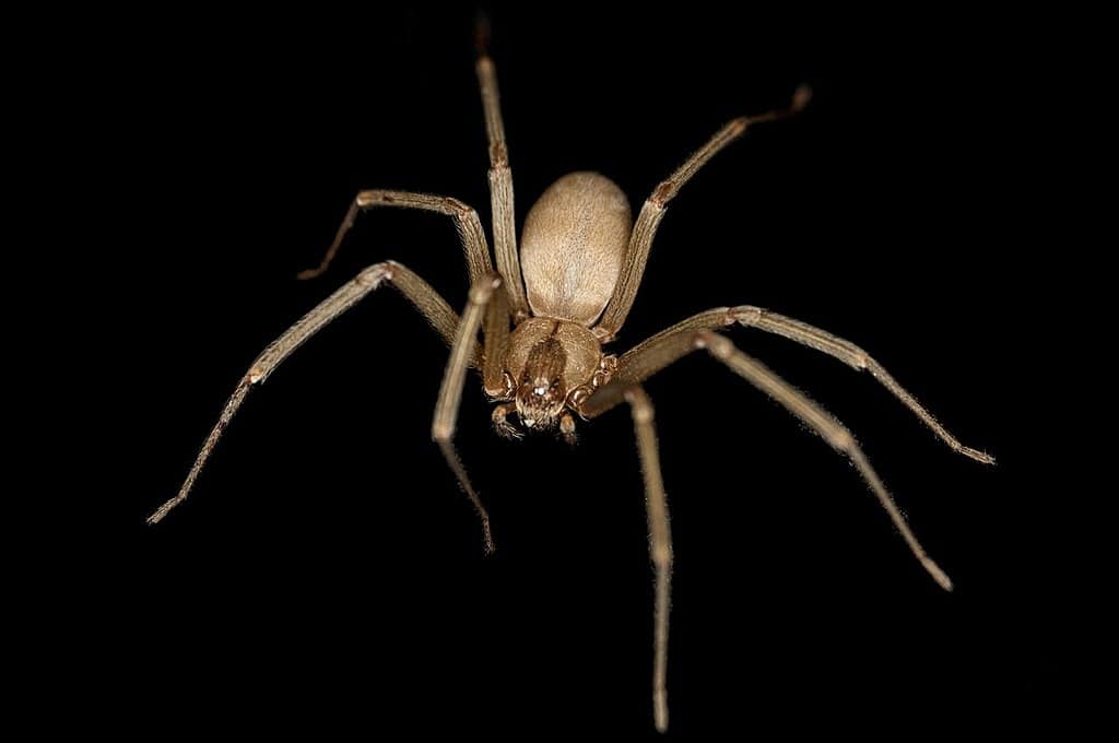 Araignée recluse brune. Rosa Pineda, CC BY-SA 3.0 https://creativecommons.org/licenses/by-sa/3.0, via Wikimedia Commons