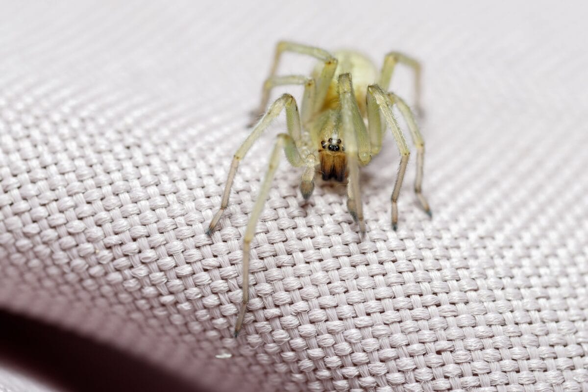 Sac jaune