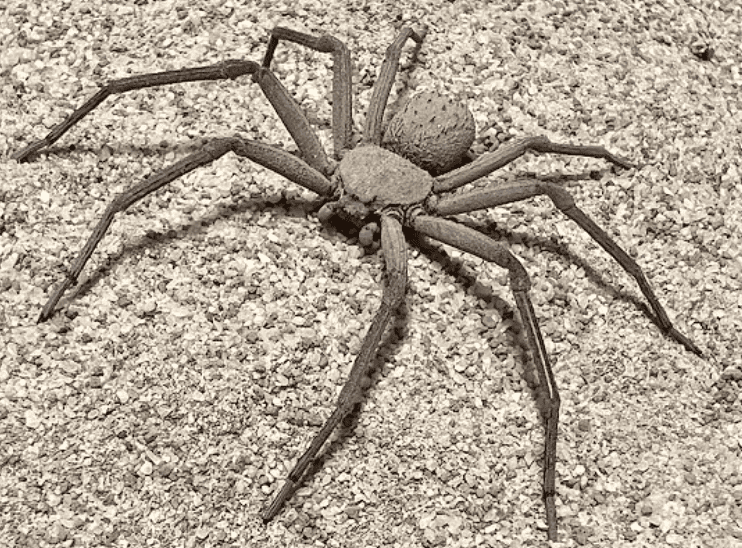 Araignée des sables à six yeux
