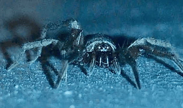 Souris araignée