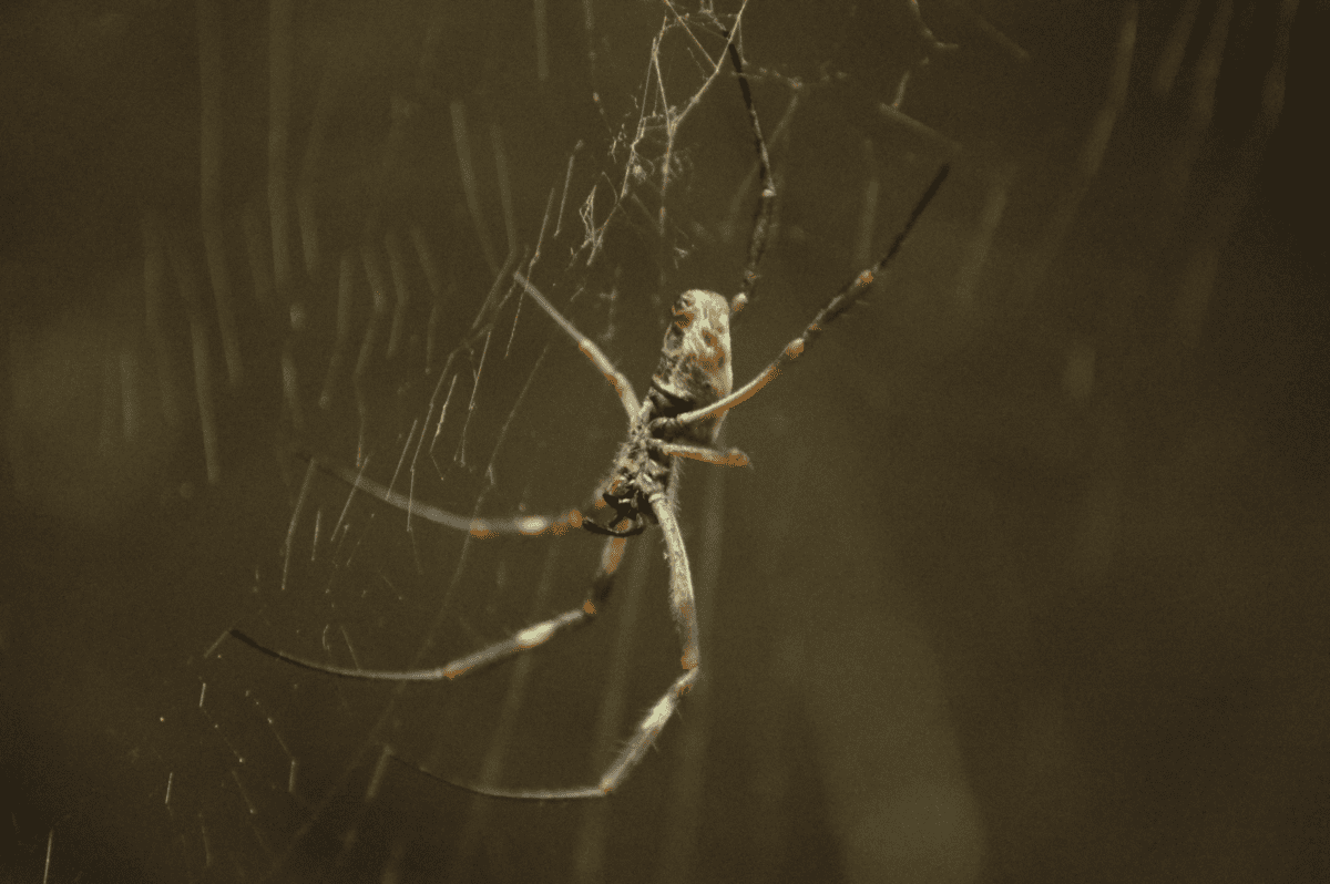 araignée orbe dorée