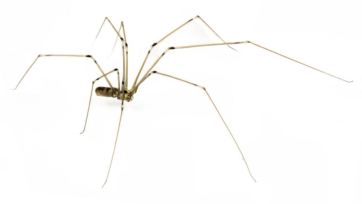 Papa araignée à longues jambes