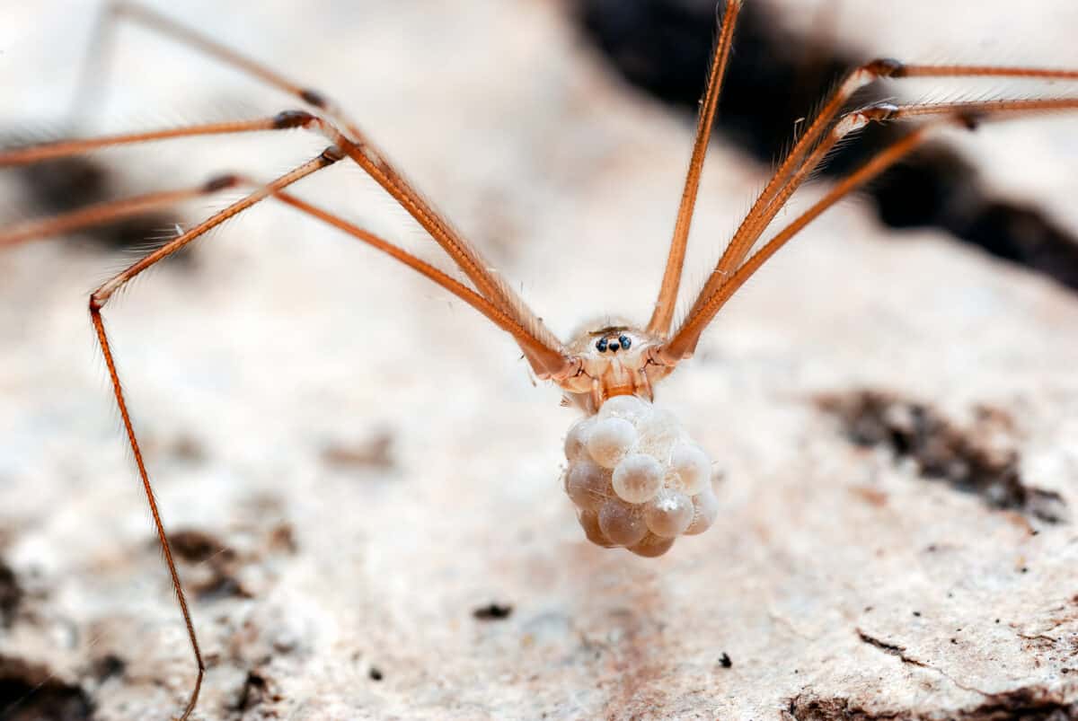 Araignée de cave à longues pattes (Pholcus phalangioides)
