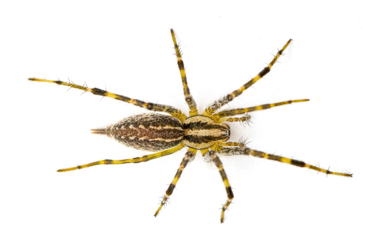 Agélenopsis