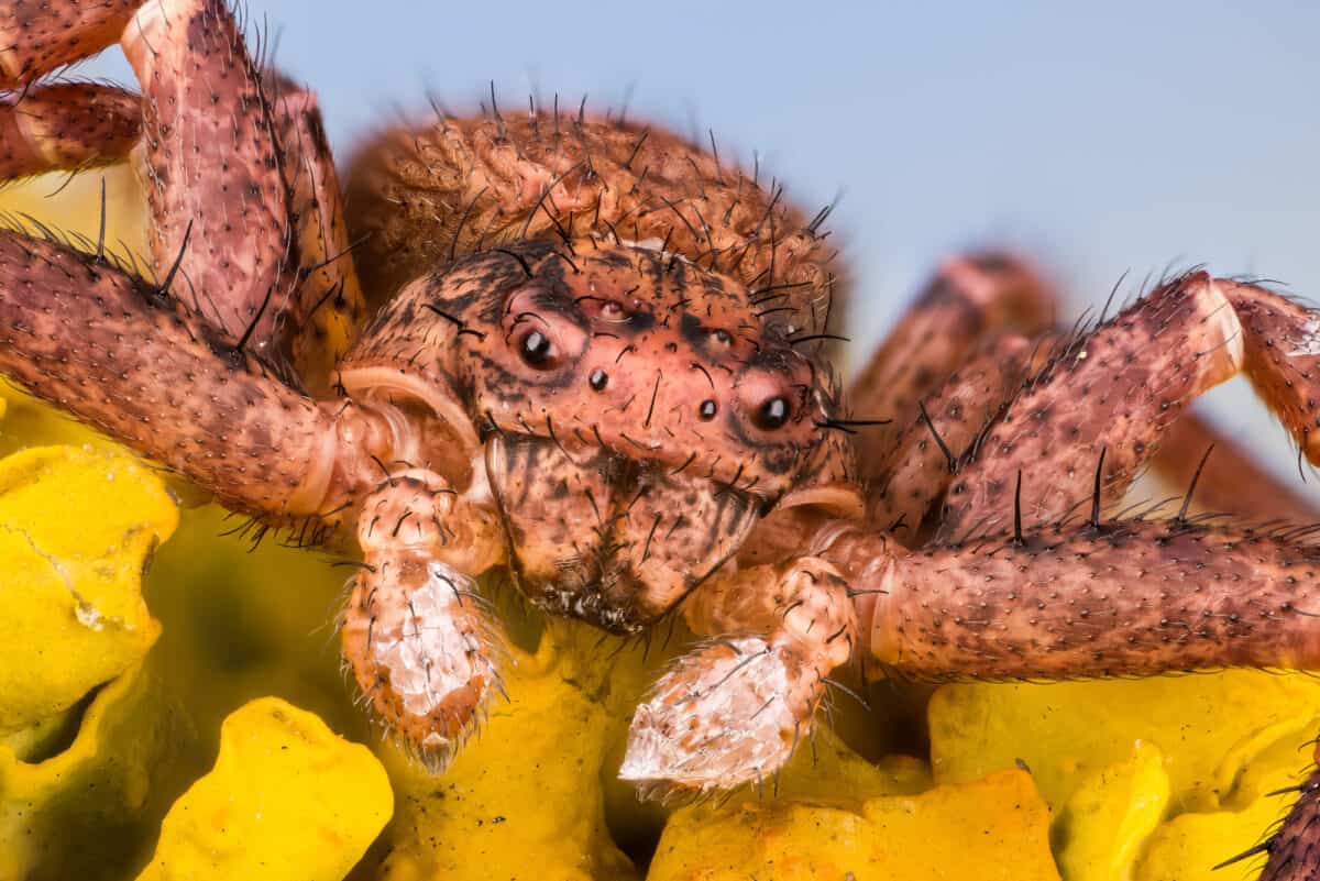 Araignée crabe