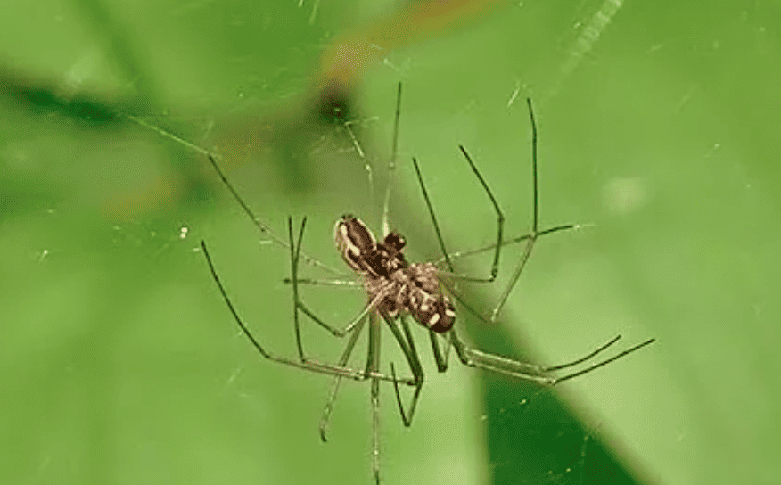 Araignées en toile (famille des Linyphiidae)