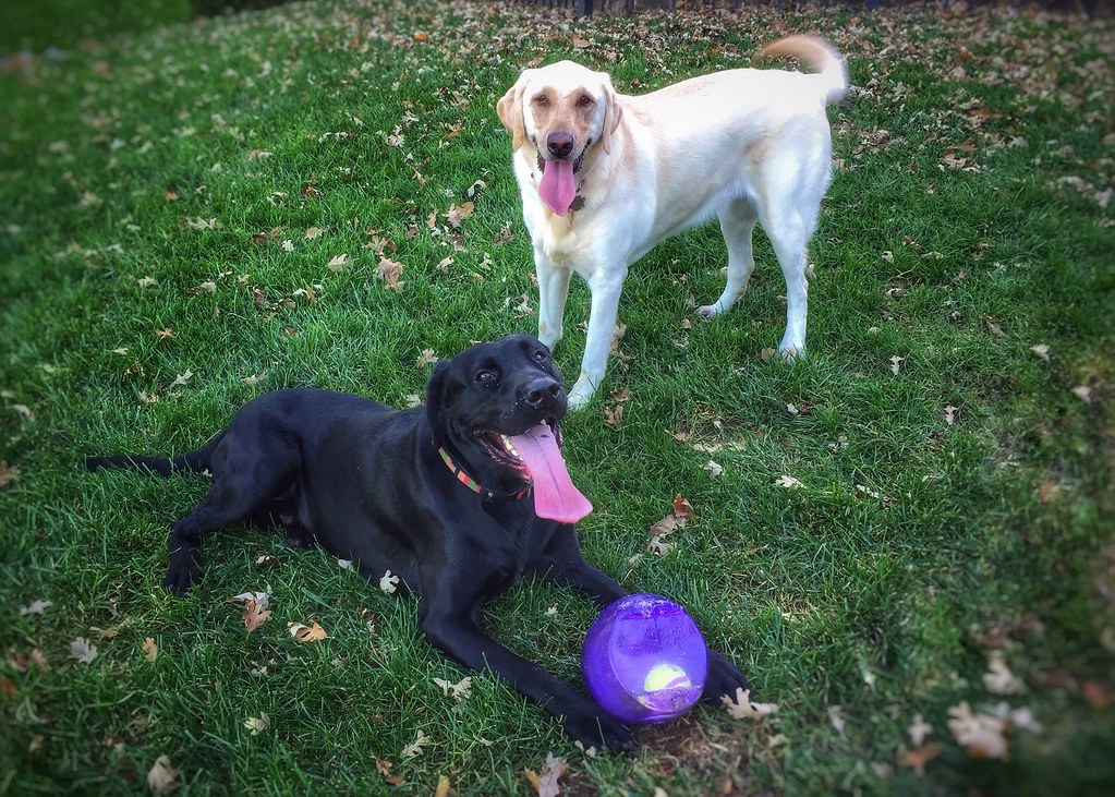 14. Récupérer des jouets pour chiens à haute énergie