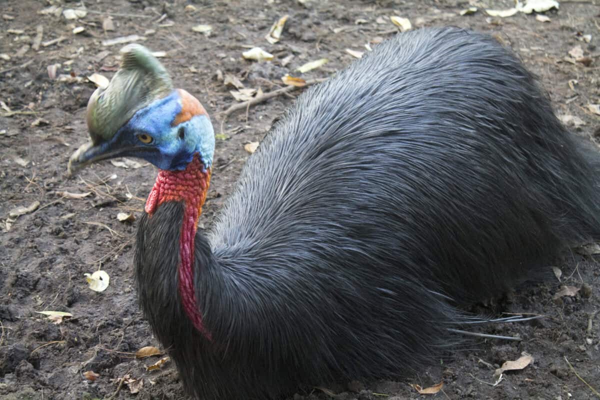 Oiseau casoar