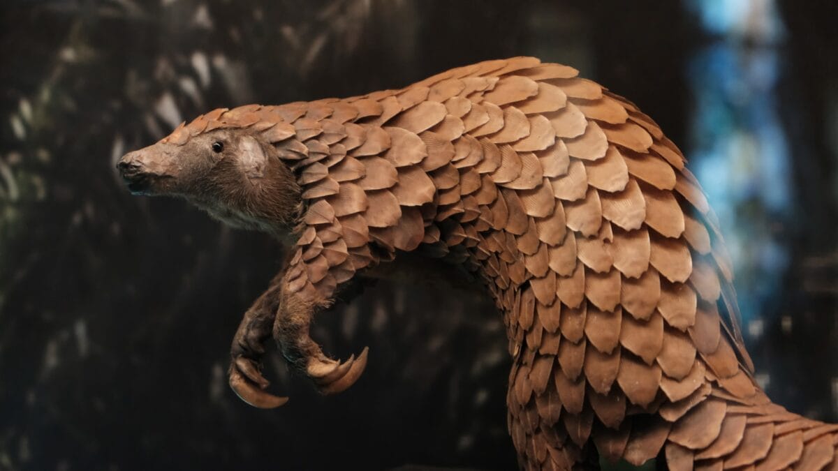 oiseau tacheté de brun et de blanc