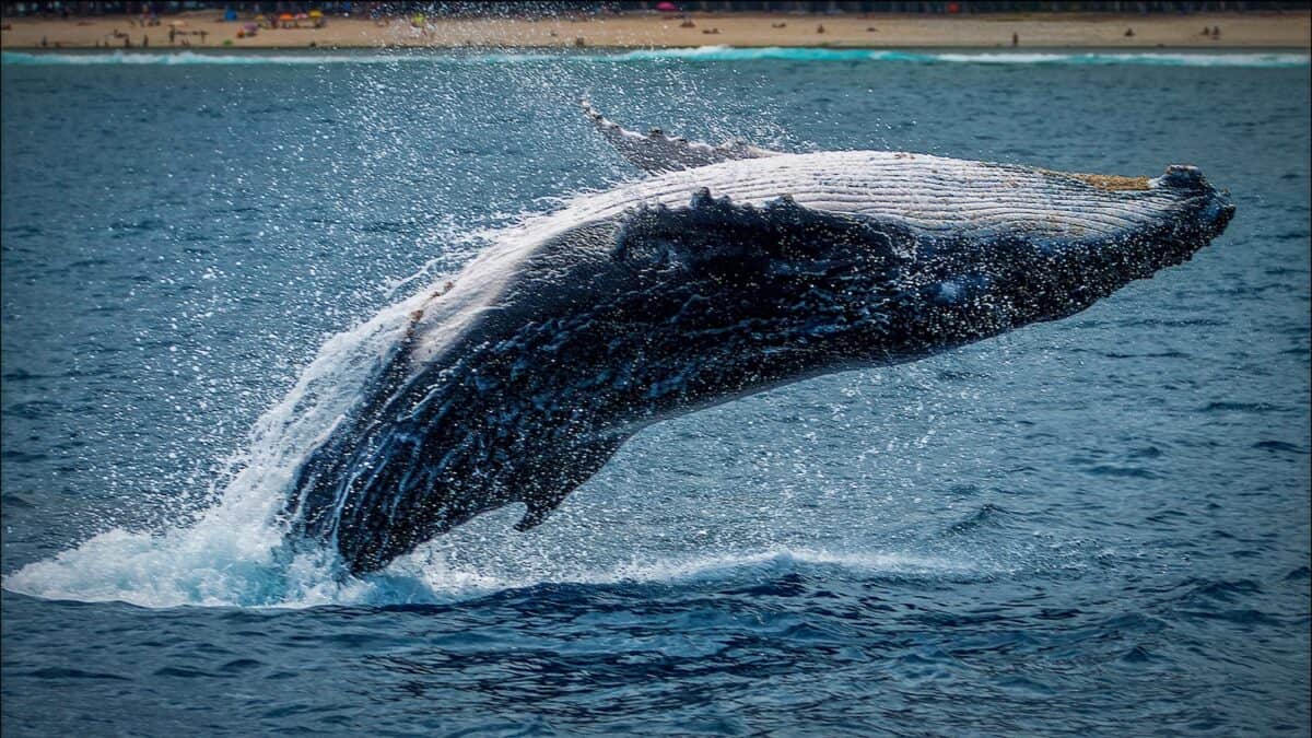 queue de baleine noire et blanche sur l'eau bleue de l'océan.