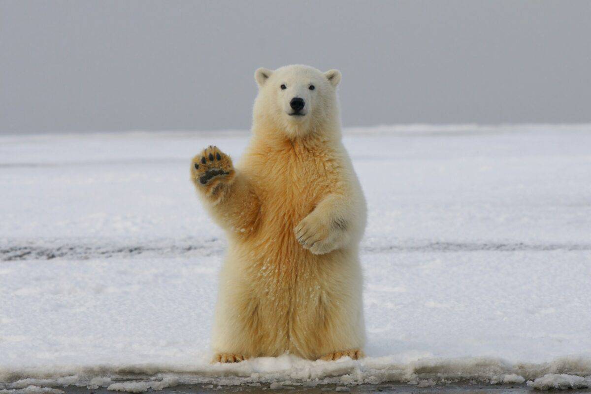 ours blanc