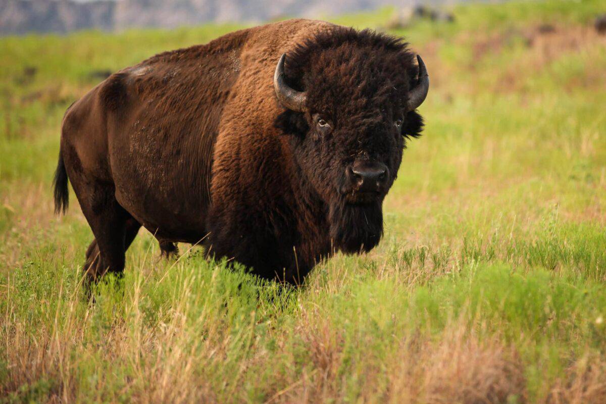Bison d'Amérique.