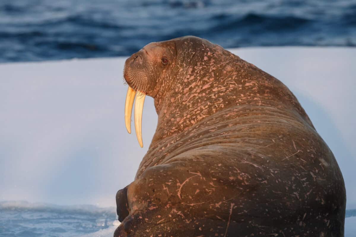 Morse sur glace au Spitzberg dans la lumière du soir