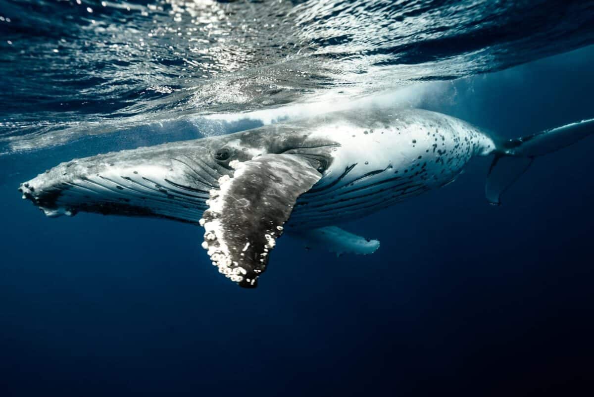 Une vue imprenable sur une baleine à bosse nageant gracieusement sous l’eau dans les eaux bleu clair des Tonga.