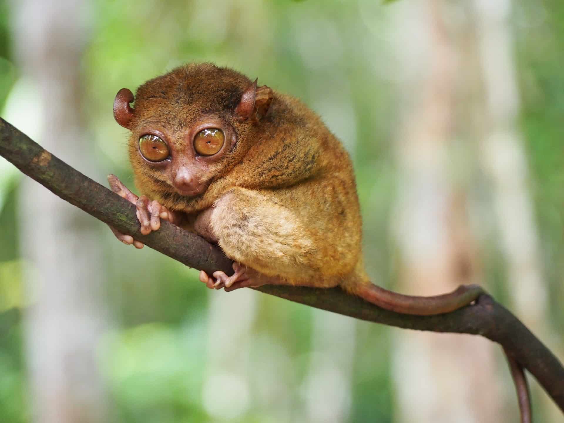 Lémurien souris pygmée