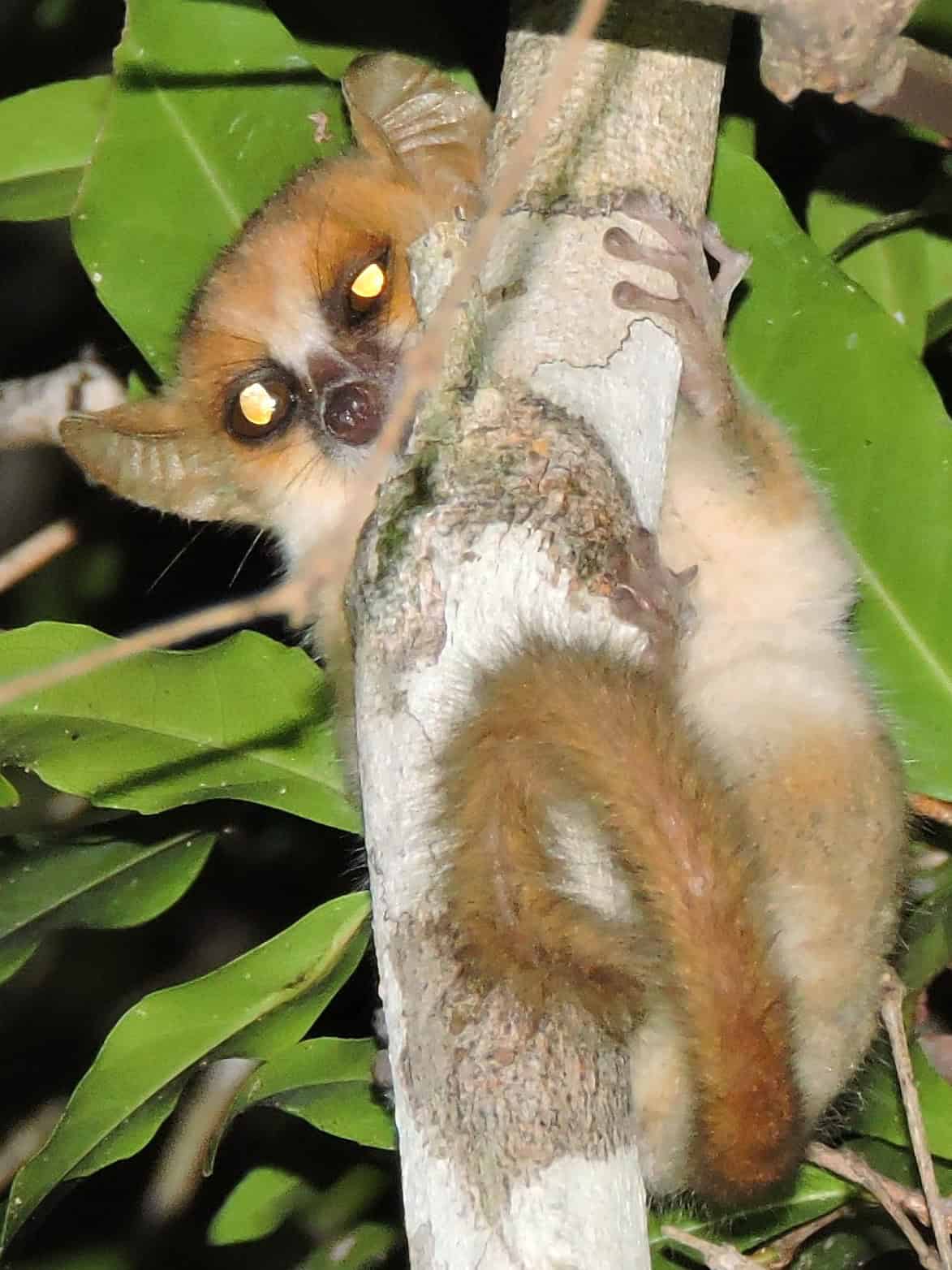 Lémurien souris de Madame Berthe