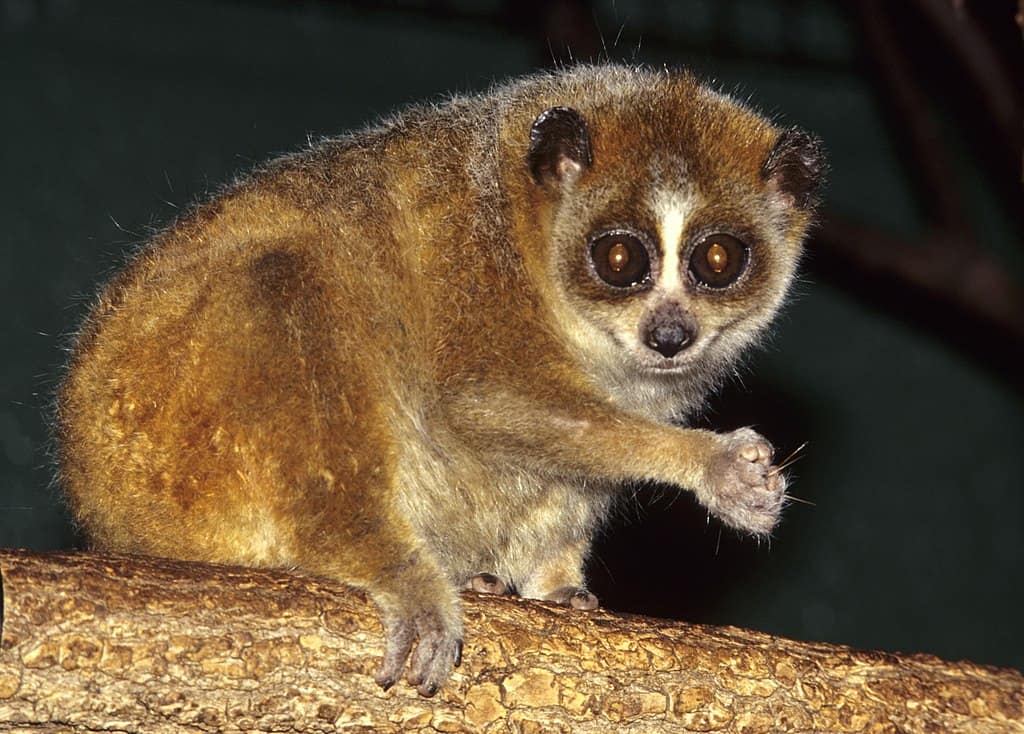 Loris lent