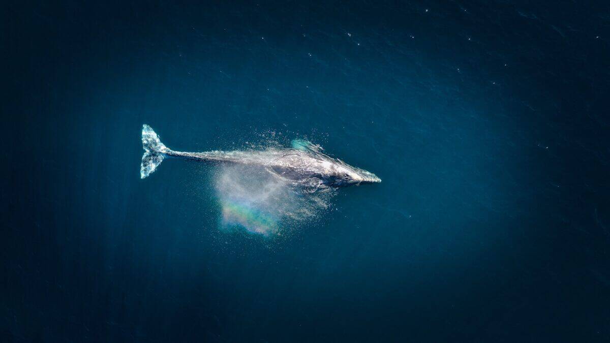 photographie aérienne de gros poissons pendant la journée