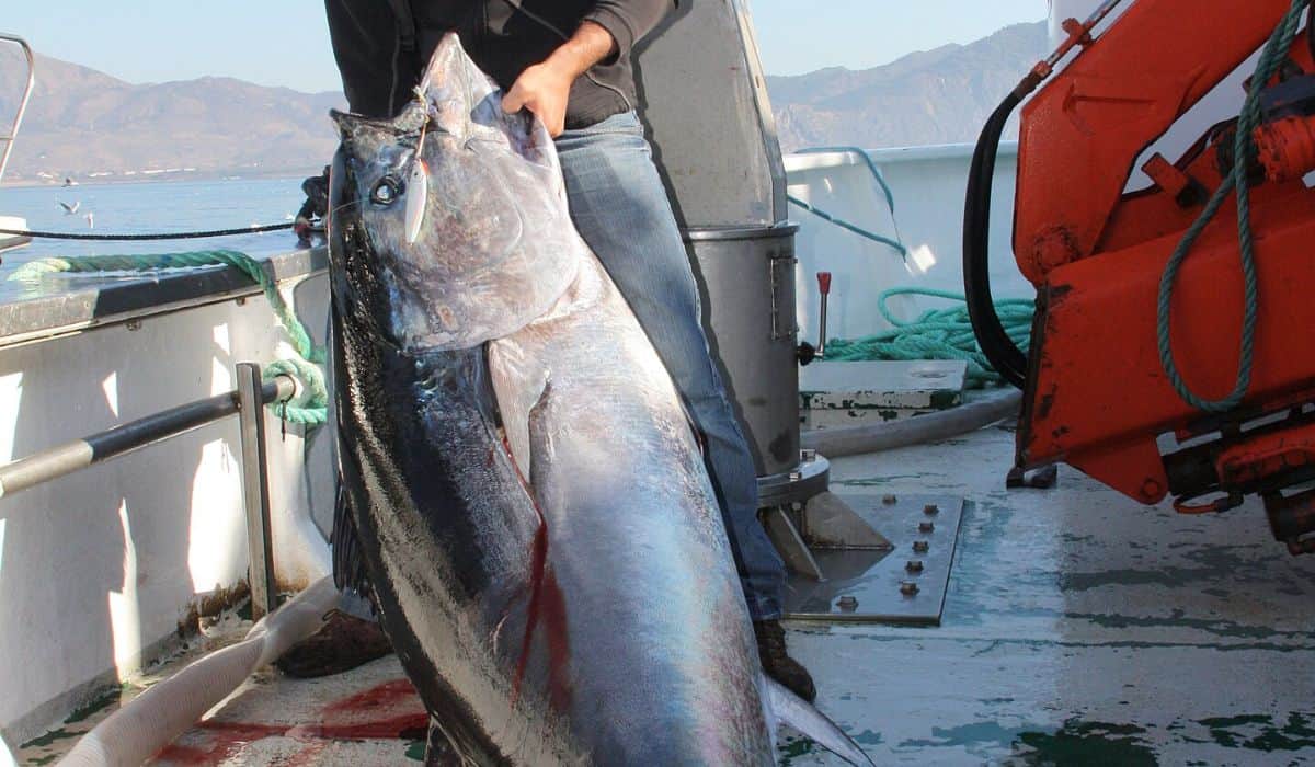 le plus gros thon rouge de l'Atlantique capturé