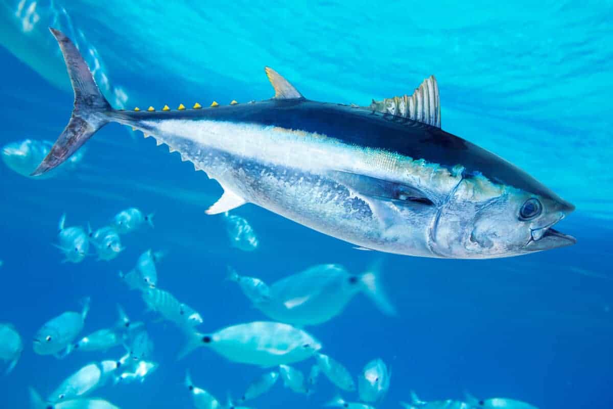 le plus gros thon rouge jamais pêché