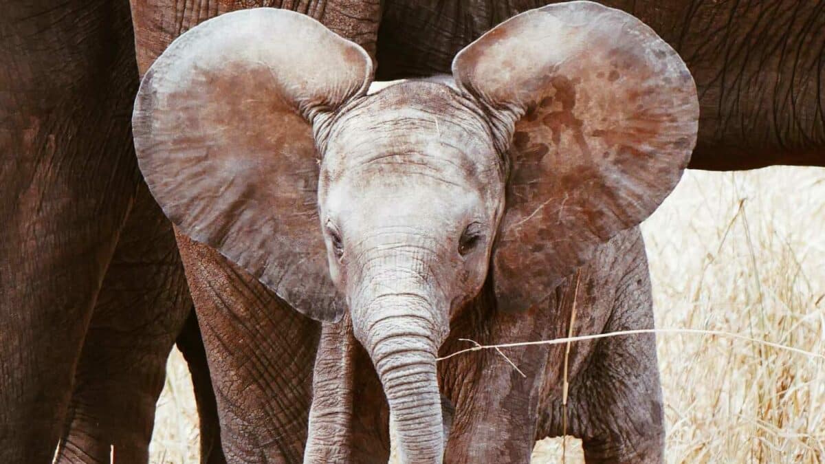 Oreilles de bébé éléphant