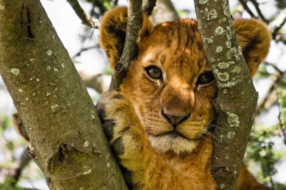 Un orang-outan garde des bébés tigres