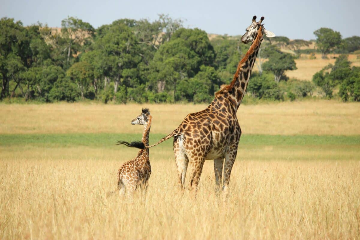 bébé girafe
