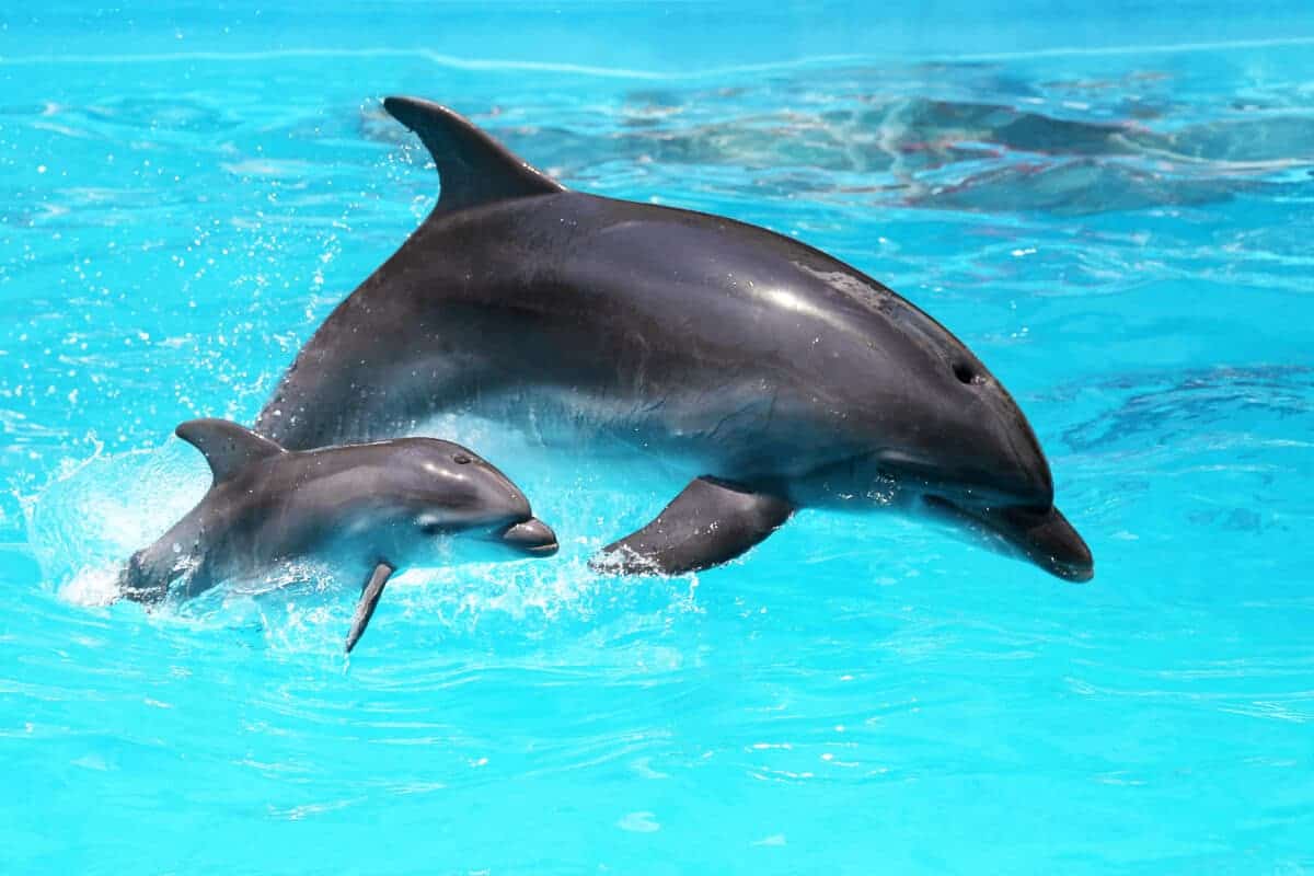Le sauvetage réconfortant d'un bébé dauphin