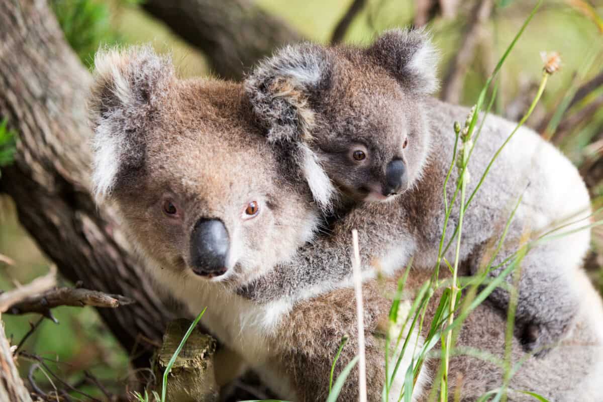 bébé koala