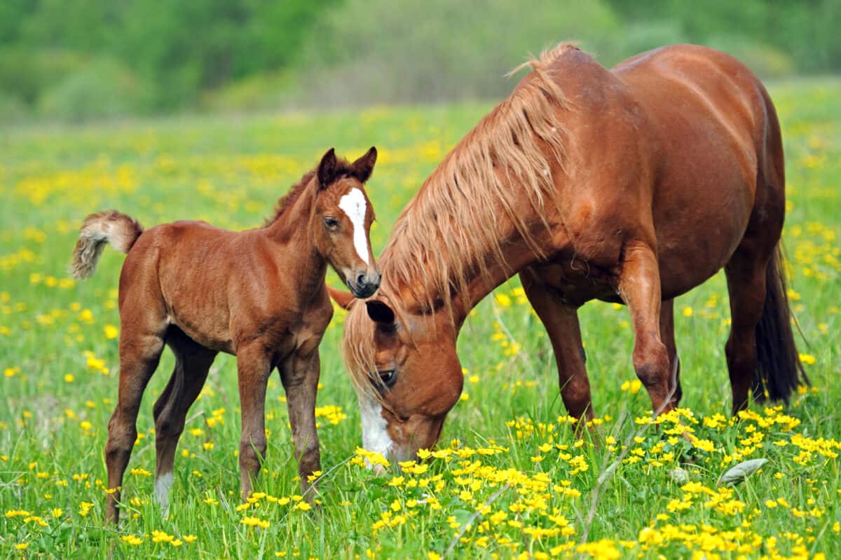 bébé cheval