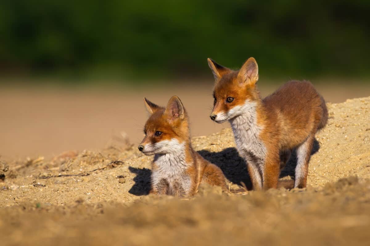 bébé renard 