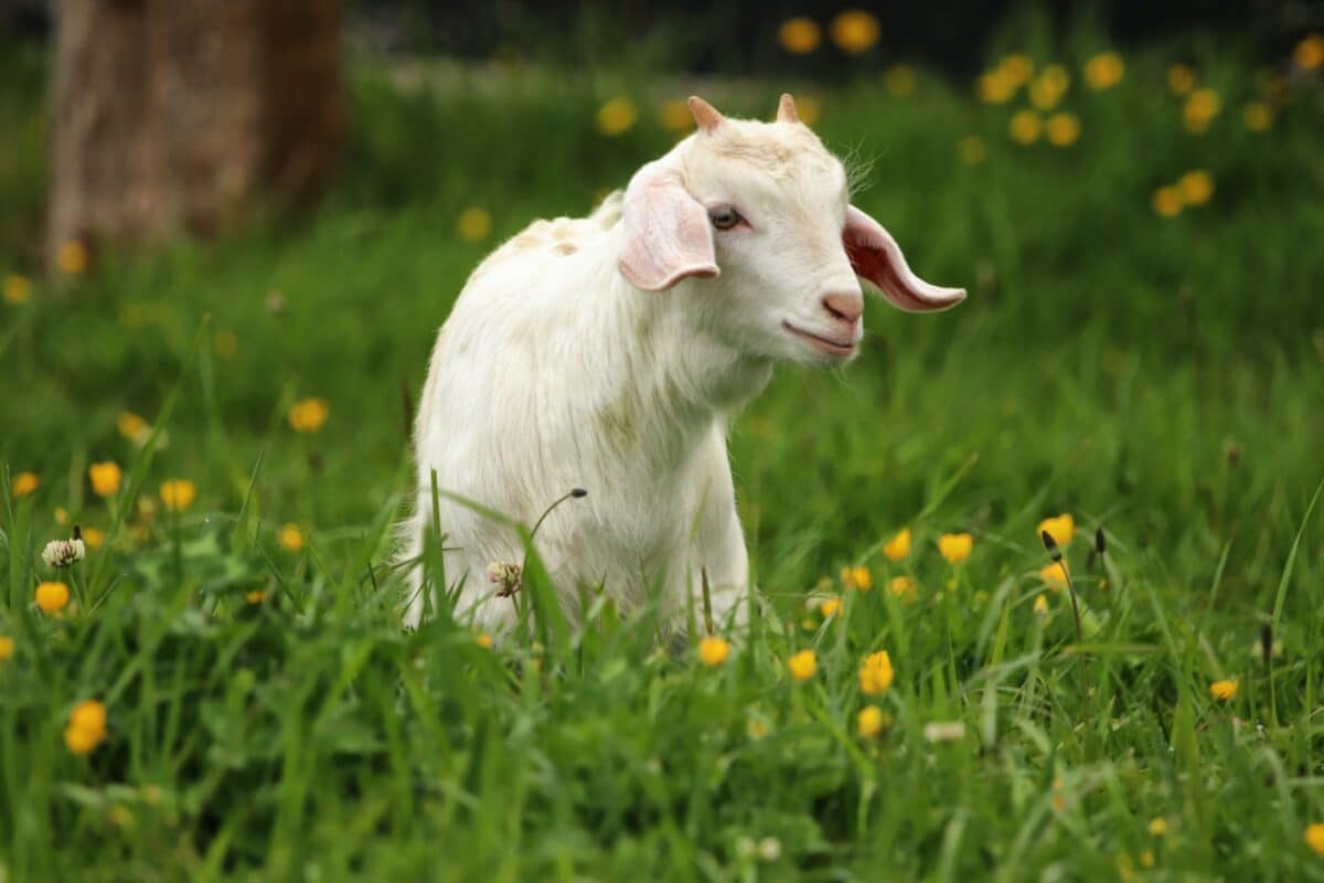 bébé chèvre