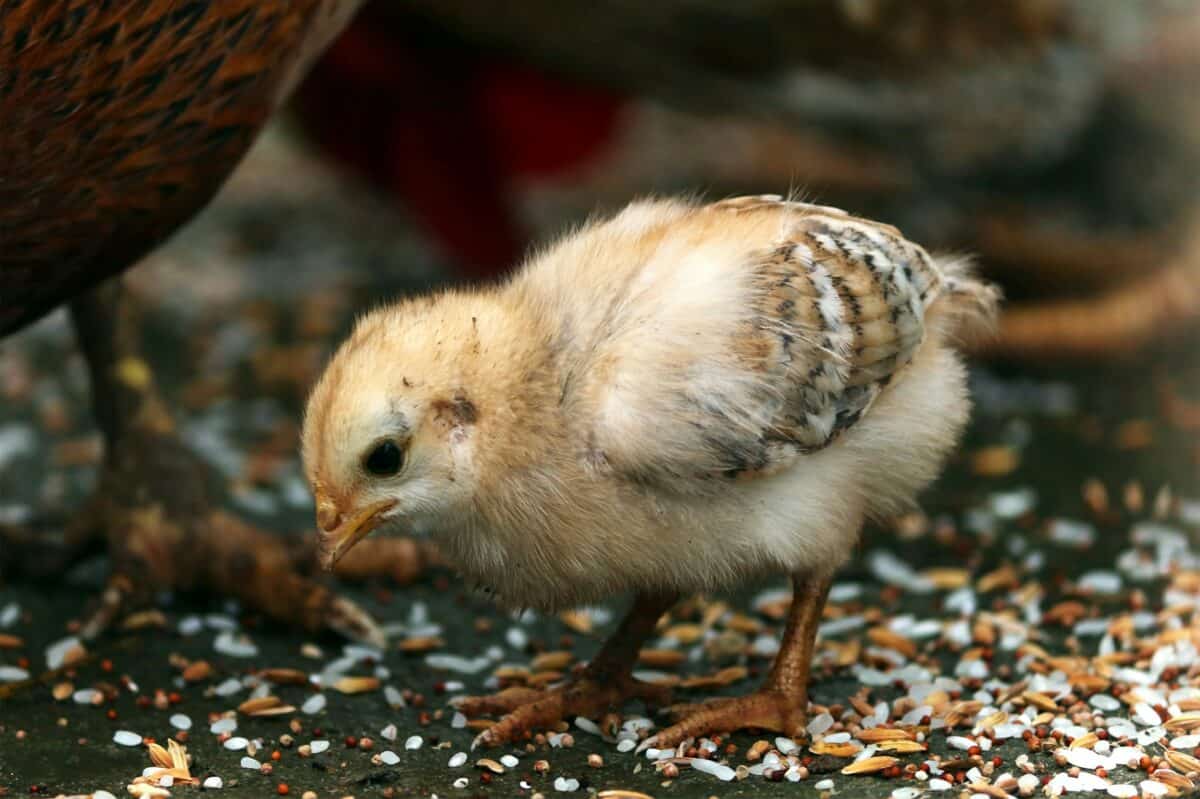 bébé poulet 