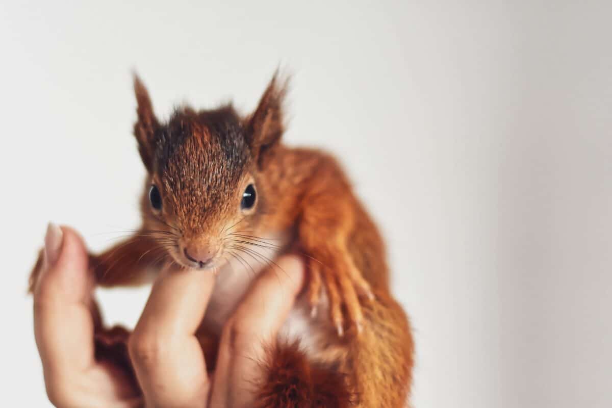 bébé écureuil