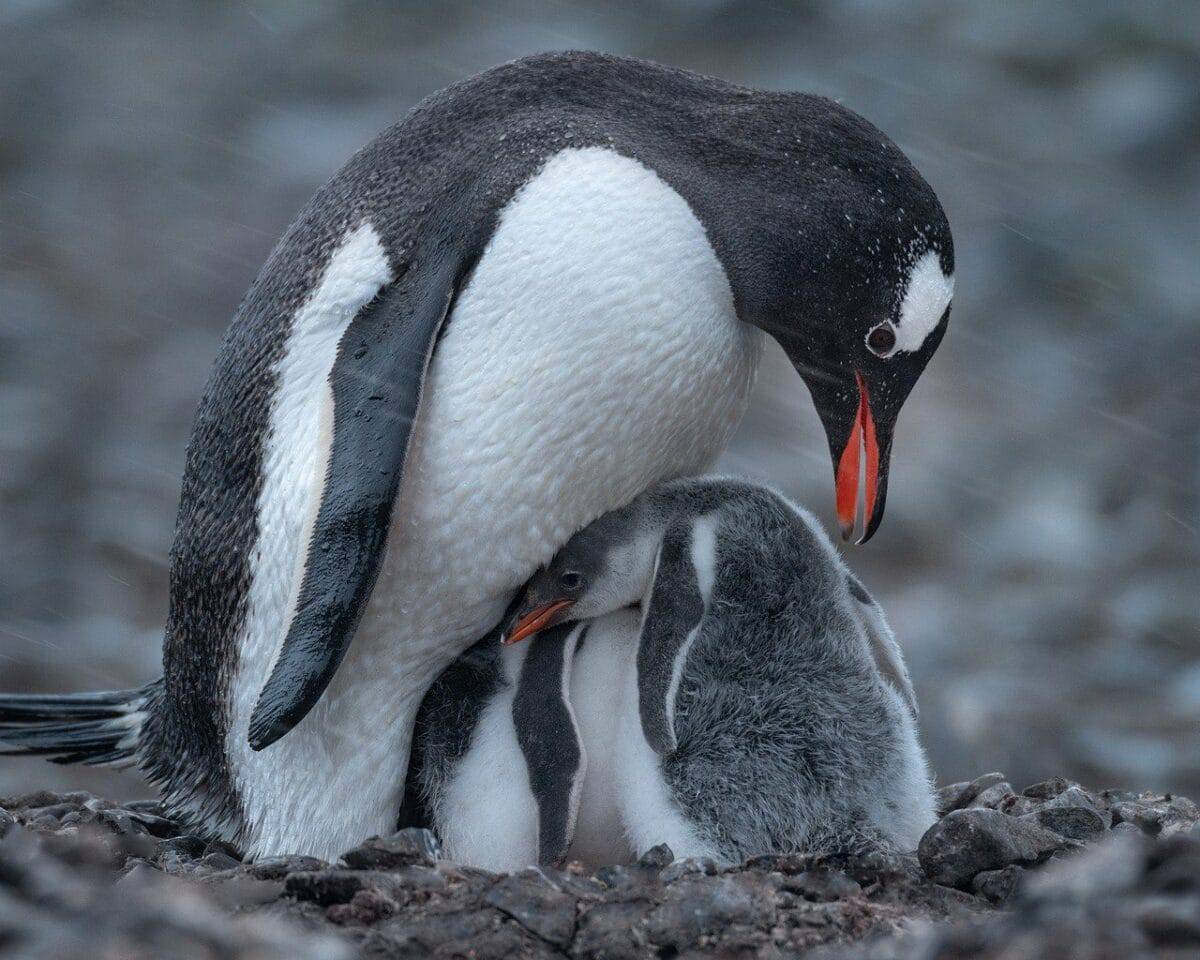bébé pingouin 