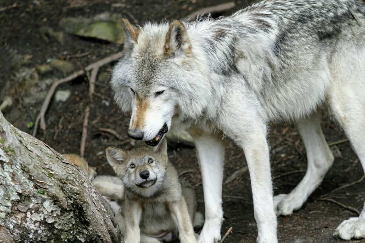 bébé loup