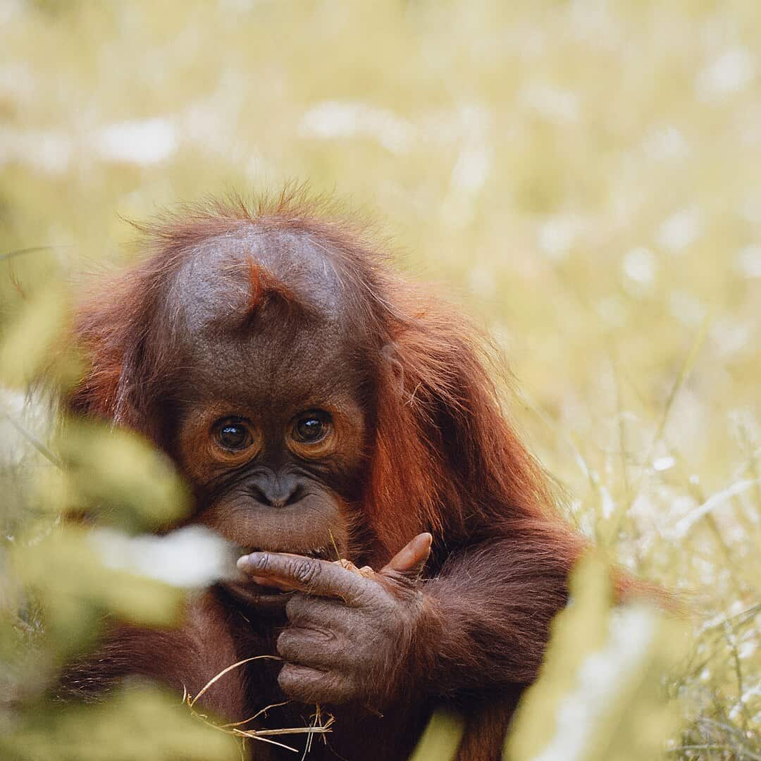 bébé orang-outan