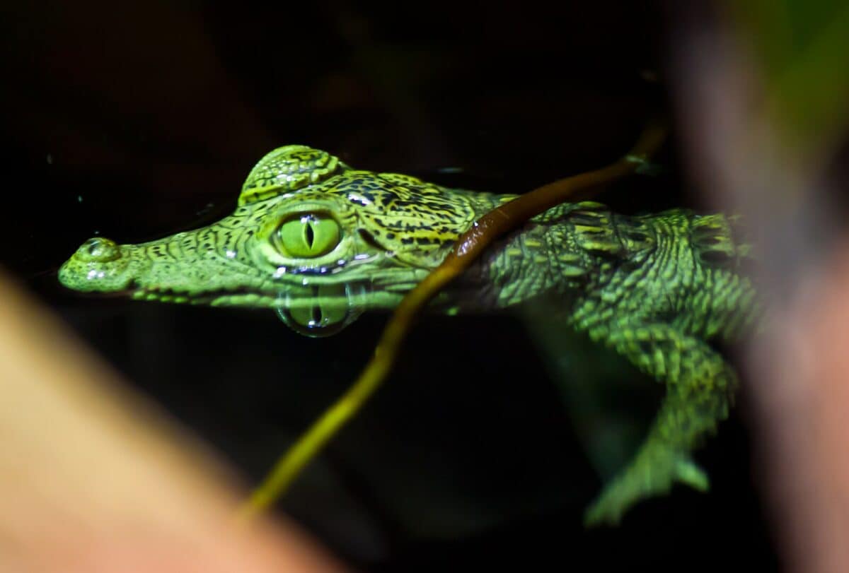 bébé crocodile
