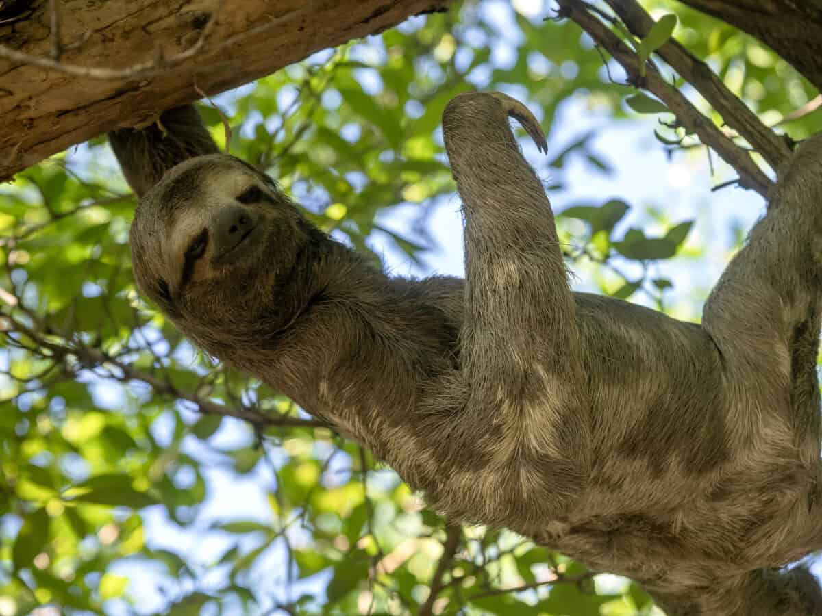 Paresseux à trois doigts, Bradypus tridactylus, dans le parc municipal de Carthagène. Colombie