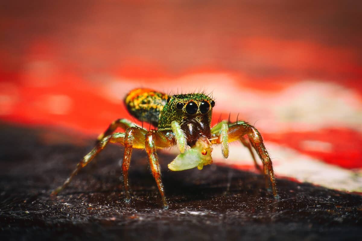 Araignée Paon