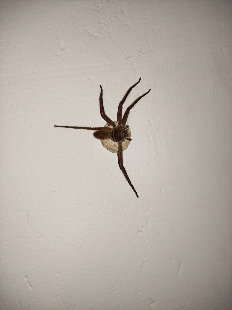 Araignée chasseuse