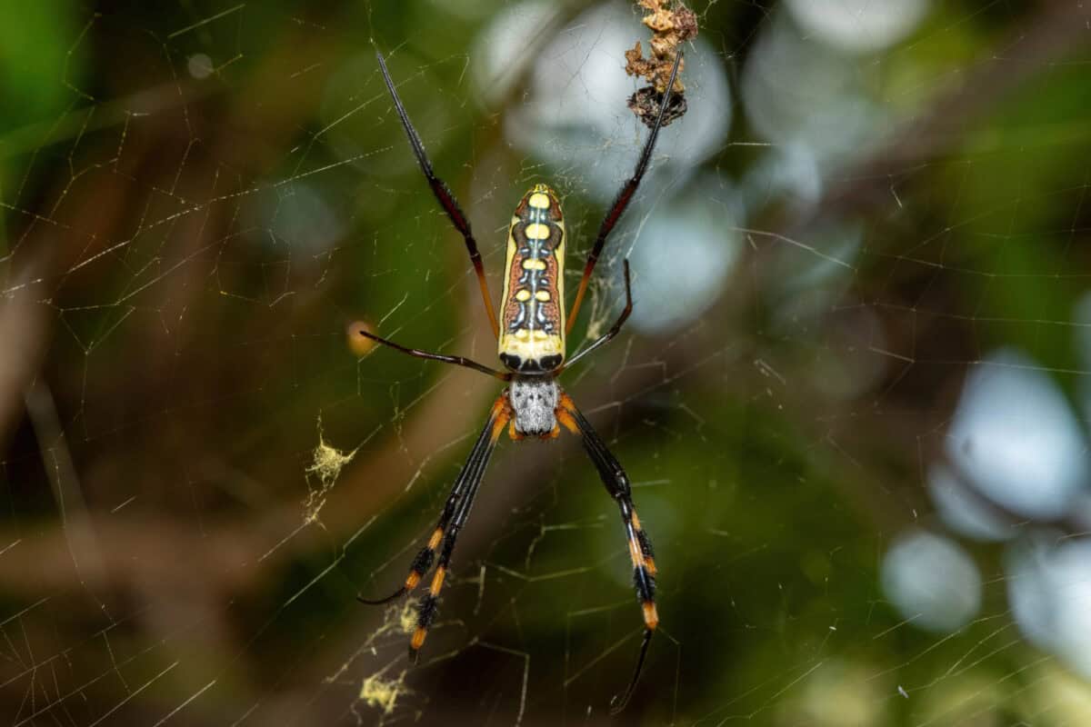 Araignée tisserande d'orbe de soie dorée 